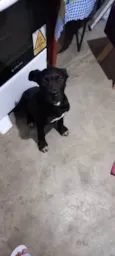 Buddy