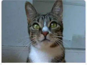 Gato raça srd tigradinha  idade 1 ano nome BELINHA