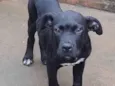 Buddy