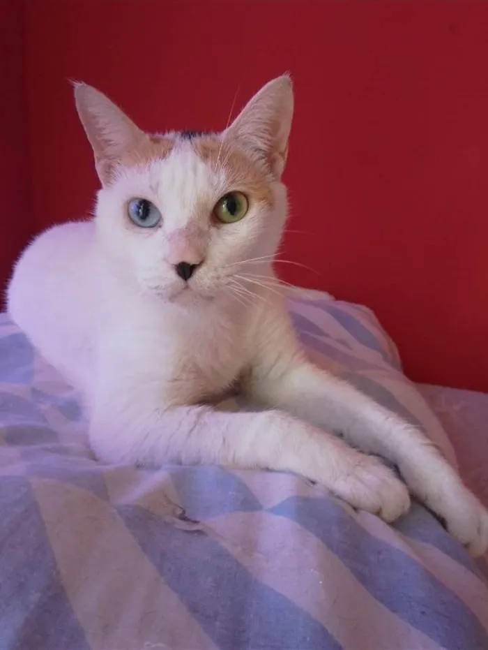 Gato ra a srd idade 7 a 11 meses nome EMMA