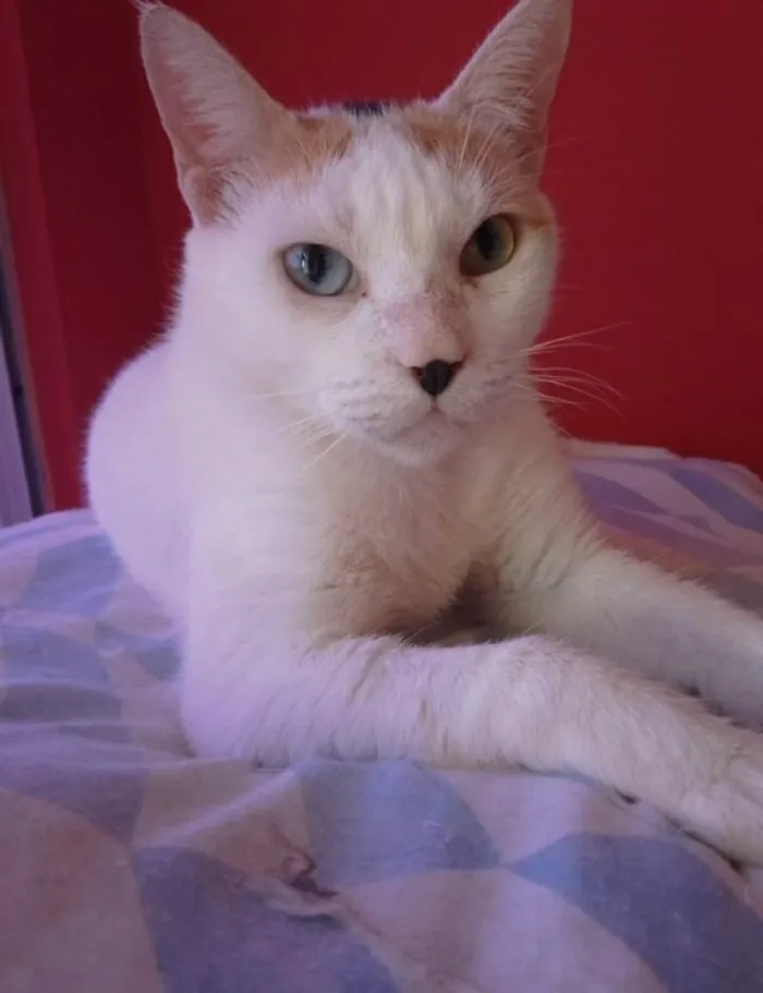 Gato ra a srd idade 7 a 11 meses nome EMMA
