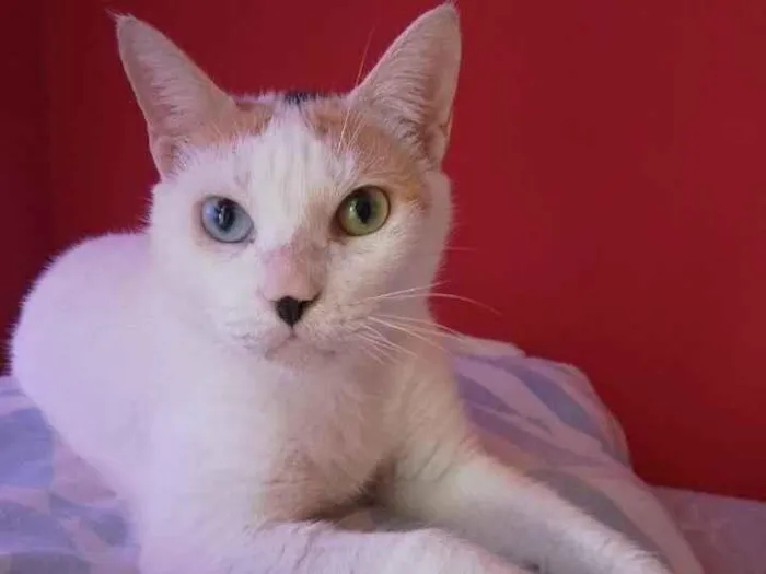 Gato ra a srd idade 7 a 11 meses nome EMMA