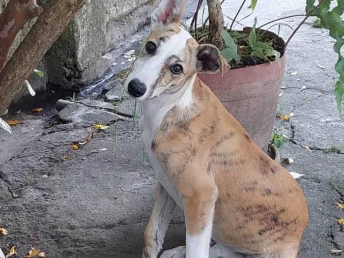 Cachorro ra a Galgo idade 2 a 6 meses nome Ranna