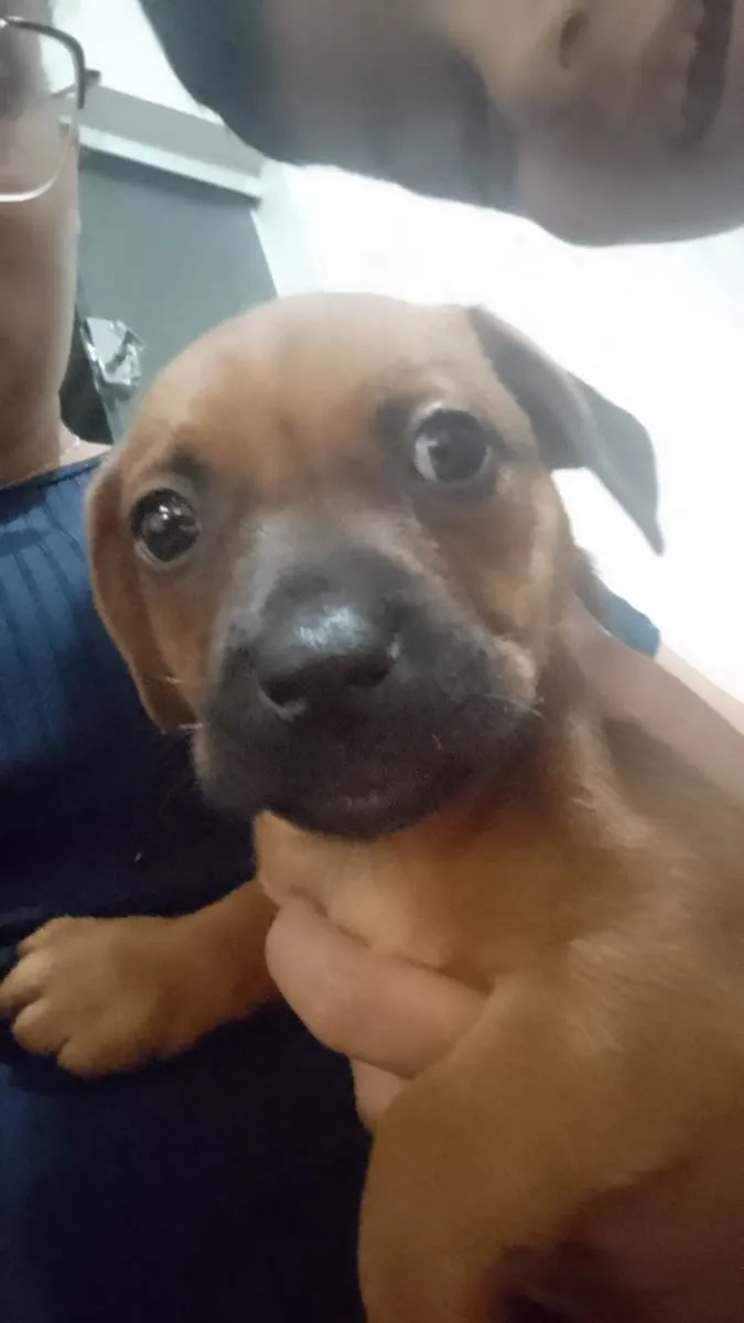 Cachorro ra a SRD-ViraLata idade 2 a 6 meses nome Sem nome