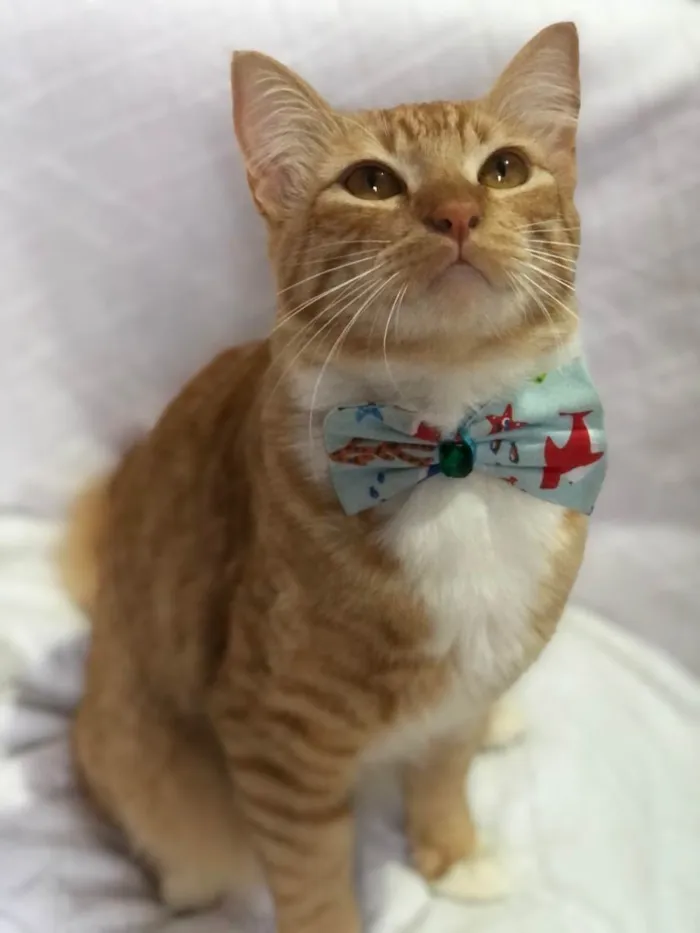 Gato raça SRD-ViraLata idade 1 ano nome Pedro