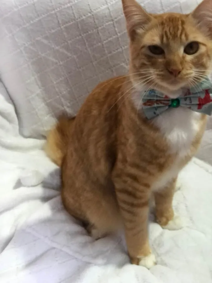 Gato raça SRD-ViraLata idade 1 ano nome Pedro