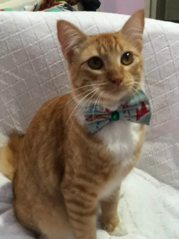 Gato raça SRD-ViraLata idade 1 ano nome Pedro