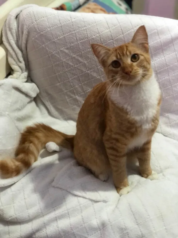 Gato raça SRD-ViraLata idade 1 ano nome Pedro