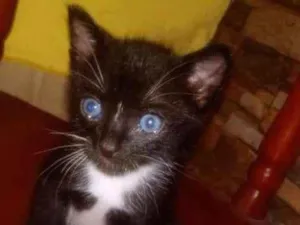 Gato raça  idade 2 a 6 meses nome sem nome 