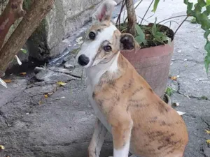 Cachorro raça Galgo idade 2 a 6 meses nome Ranna