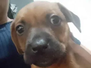 Cachorro raça SRD-ViraLata idade 2 a 6 meses nome Sem nome