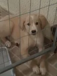Bebe 2 *ADOTADA*