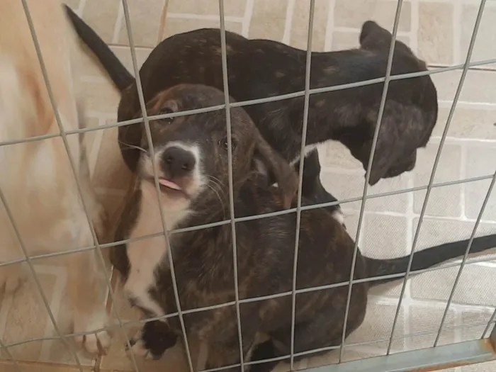 Cachorro ra a SRD-ViraLata idade 2 a 6 meses nome Bebe 3