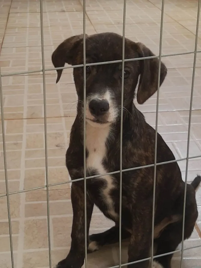 Cachorro ra a SRD-ViraLata idade 2 a 6 meses nome Bebe 3