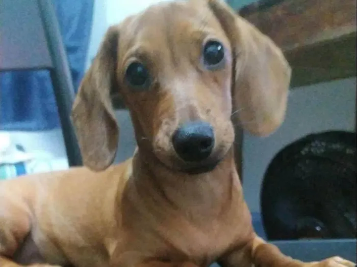 Cachorro ra a duchshund idade 2 a 6 meses nome Rosinha