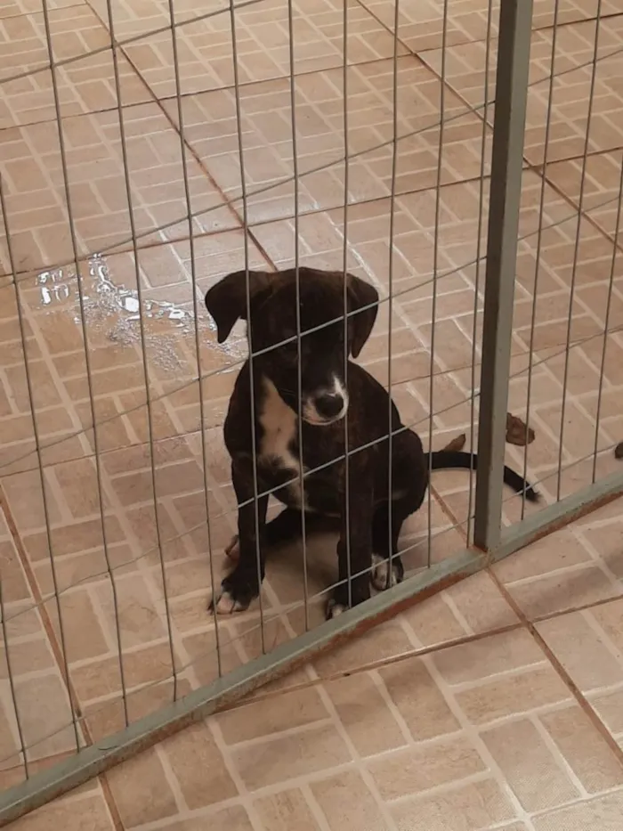 Cachorro ra a SRD-ViraLata idade 2 a 6 meses nome Bebe 4