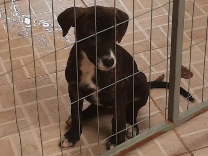 Cachorro ra a SRD-ViraLata idade 2 a 6 meses nome Bebe 4