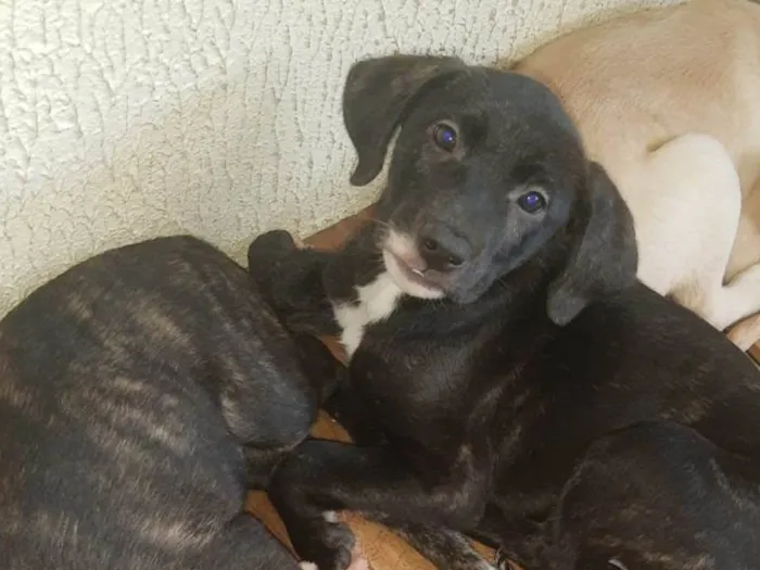 Cachorro ra a SRD-ViraLata idade 2 a 6 meses nome Bebe 4