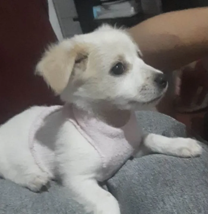 Cachorro ra a Mestico  idade 2 a 6 meses nome Spike 