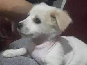 Cachorro raça Mestico  idade 2 a 6 meses nome Spike 