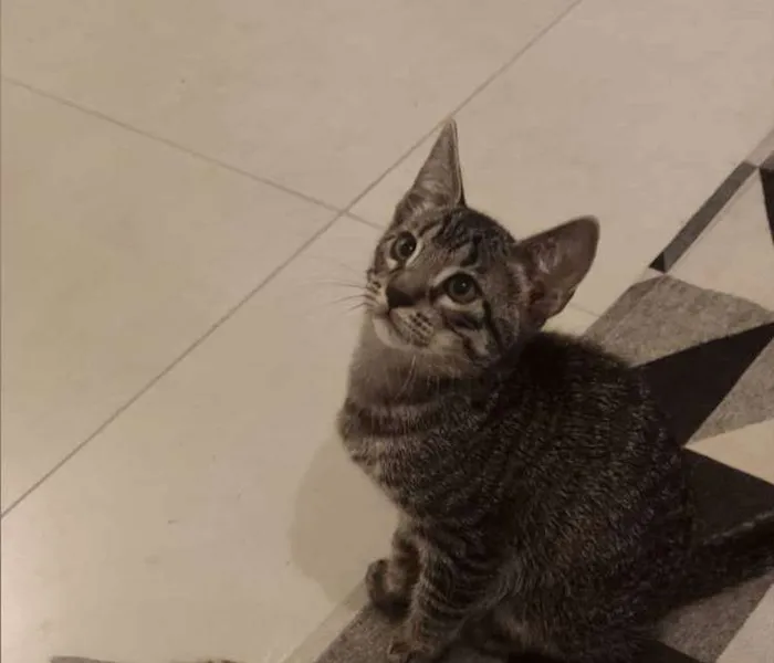 Gato ra a SRD-ViraLata idade 2 a 6 meses nome Dart