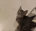 Dart