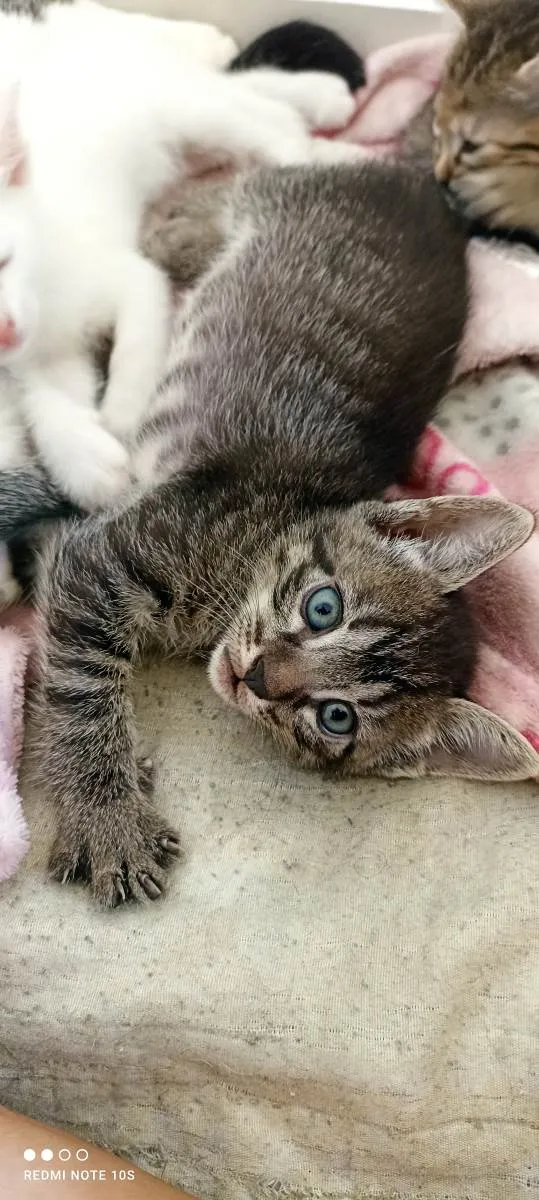 Gato ra a SRD-ViraLata idade 2 a 6 meses nome Dart