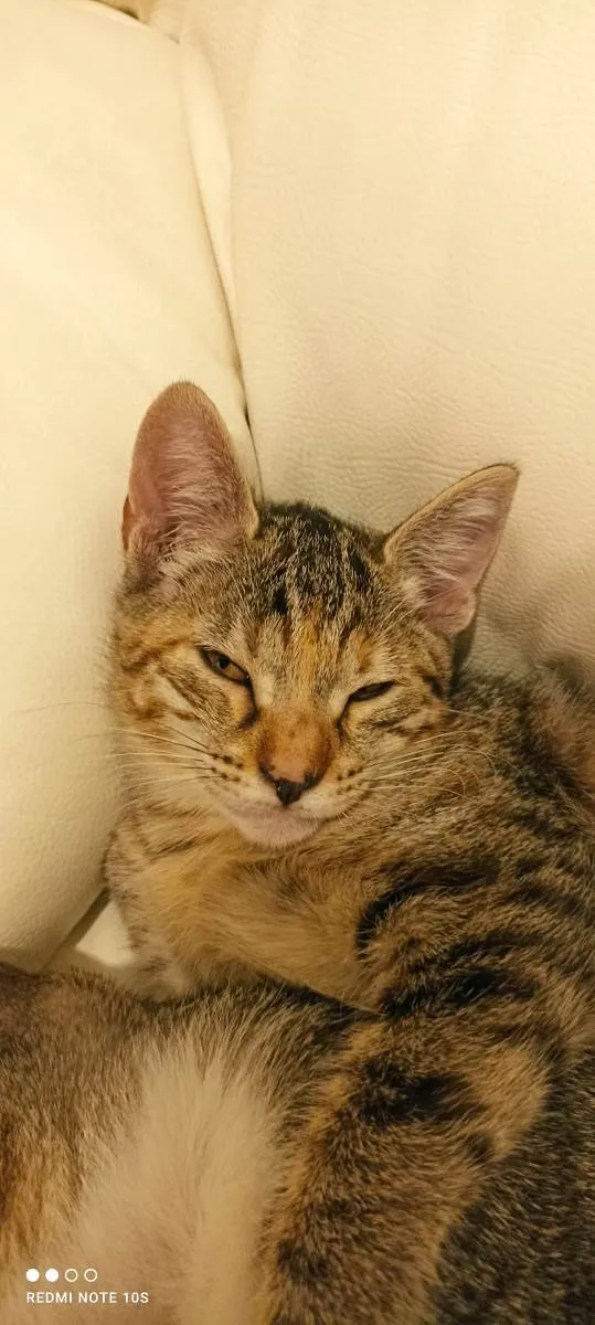 Gato ra a SRD-ViraLata idade 2 a 6 meses nome Milla