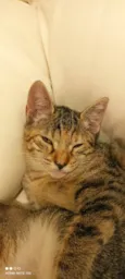 Milla