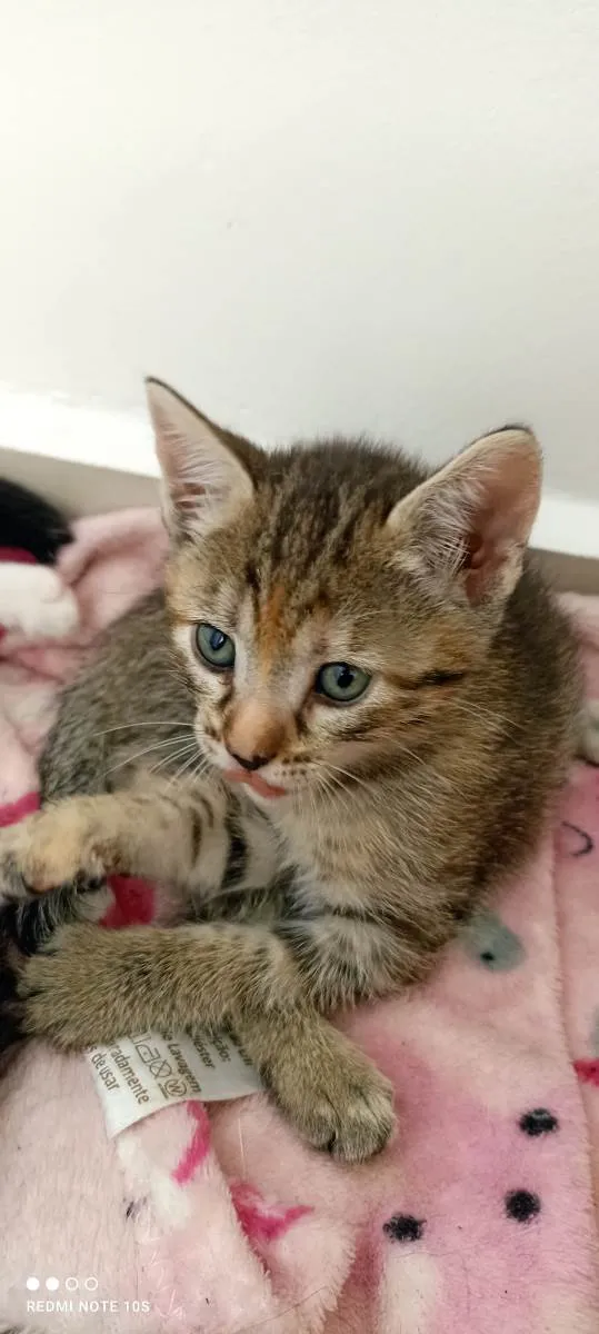 Gato ra a SRD-ViraLata idade 2 a 6 meses nome Milla