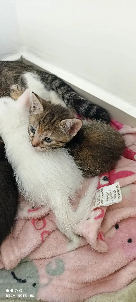 Gato ra a SRD-ViraLata idade 2 a 6 meses nome Milla