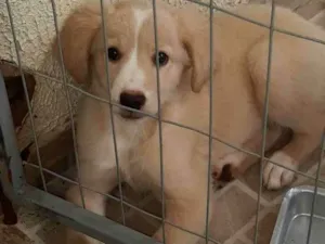 Cachorro raça SRD-ViraLata idade 2 a 6 meses nome  Bebe 2 *ADOTADA*