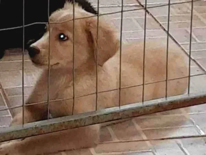 Cachorro ra a SRD-ViraLata idade 2 a 6 meses nome  Bebe 2 *ADOTADA*