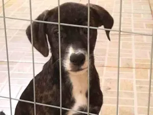 Cachorro raça SRD-ViraLata idade 2 a 6 meses nome Bebe 3