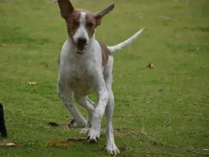 Cachorro raça Srd  idade 7 a 11 meses nome Clara