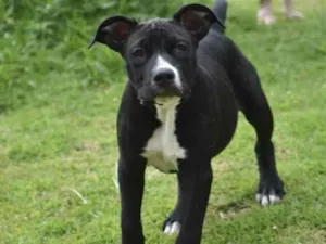 Cachorro raça Srd idade 2 a 6 meses nome Sheldon