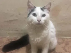 Gato raça  idade 7 a 11 meses nome Sem nome ainda 