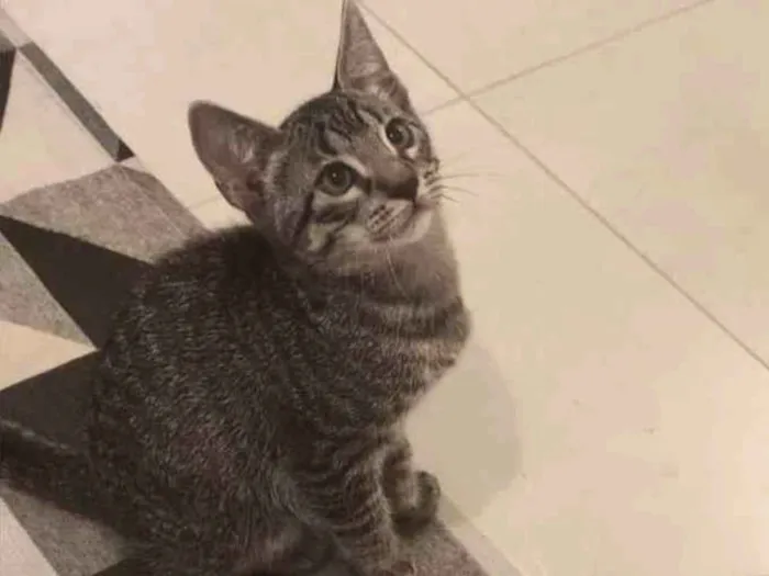 Gato ra a SRD-ViraLata idade 2 a 6 meses nome Dart
