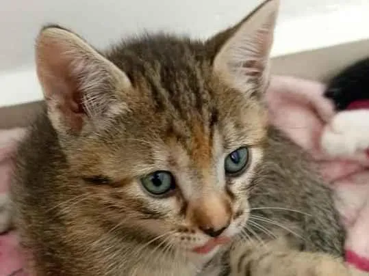 Gato ra a SRD-ViraLata idade 2 a 6 meses nome Milla