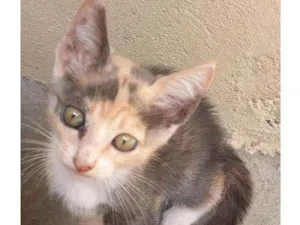 Gato raça SRD-ViraLata idade 2 a 6 meses nome Zoi