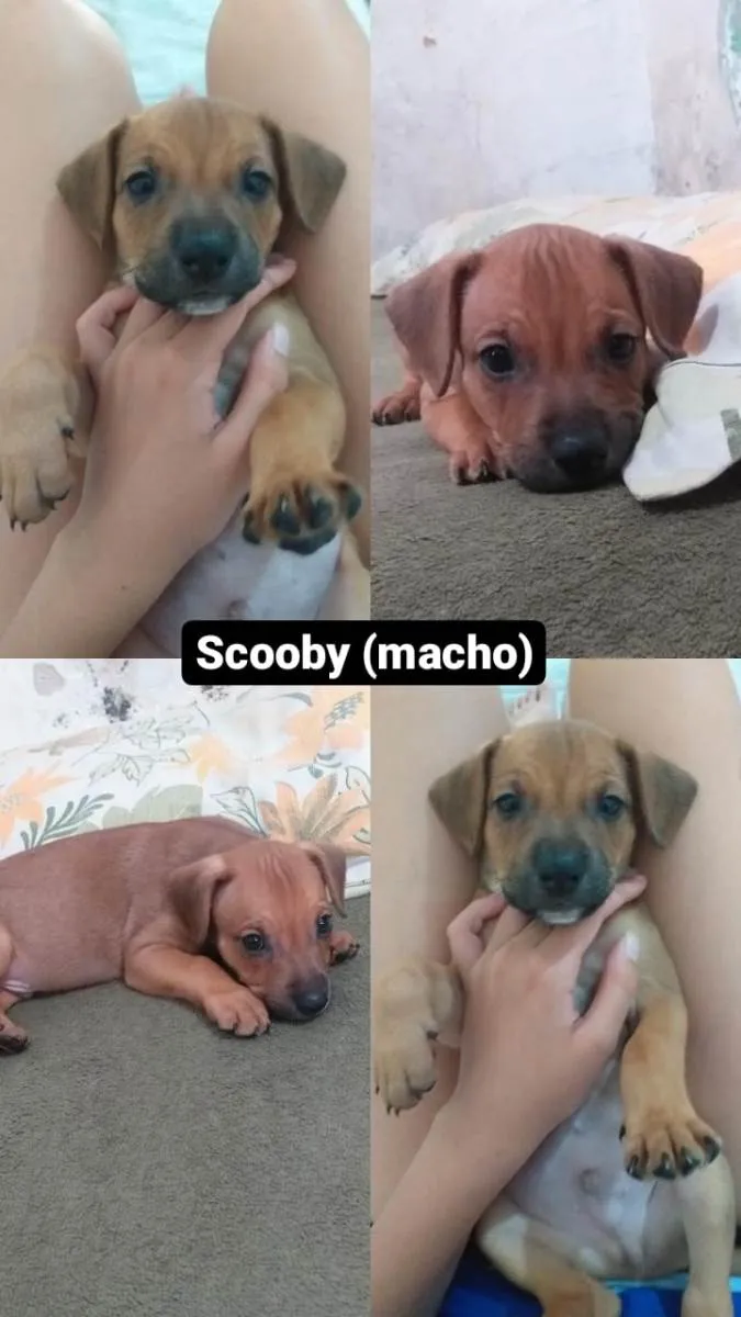 Cachorro ra a SRD-ViraLata idade Abaixo de 2 meses nome Lua, trixx, scooby, nala, dandara 