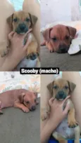 Lua, trixx, scooby, nala, dandara