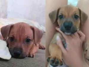 Cachorro raça SRD-ViraLata idade Abaixo de 2 meses nome Lua, trixx, scooby, nala, dandara 