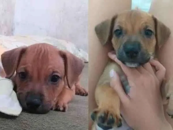 Cachorro ra a SRD-ViraLata idade Abaixo de 2 meses nome Lua, trixx, scooby, nala, dandara 