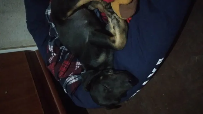 Cachorro ra a SRD-ViraLata idade 2 a 6 meses nome Mike