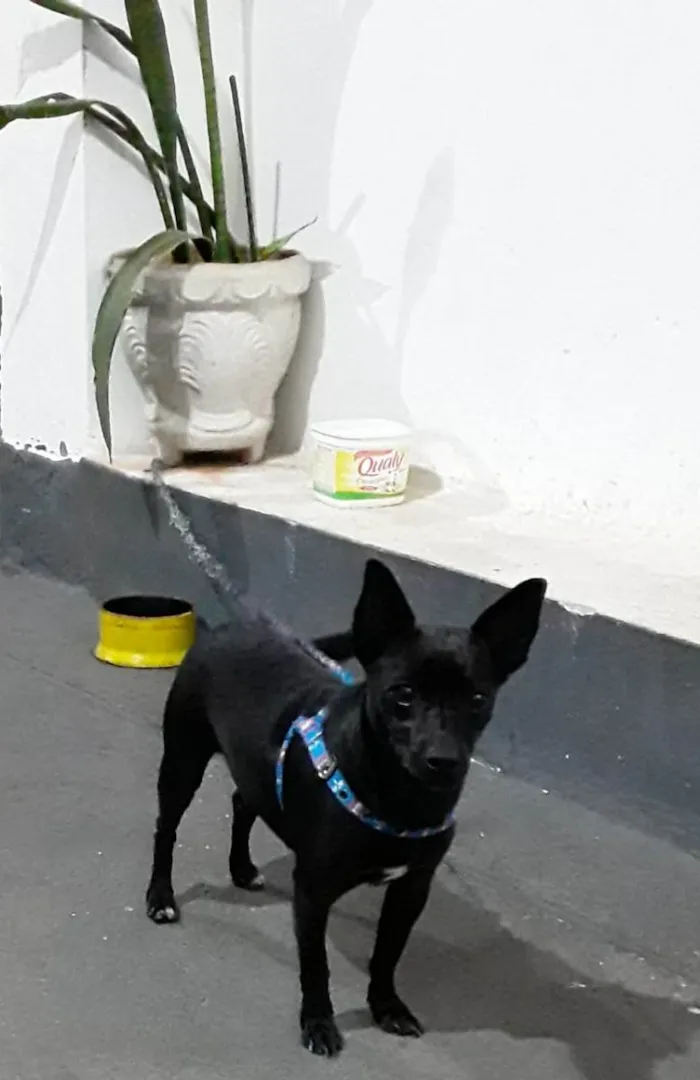 Cachorro ra a Pinscher idade 1 ano nome Rogério/Zé Ruela