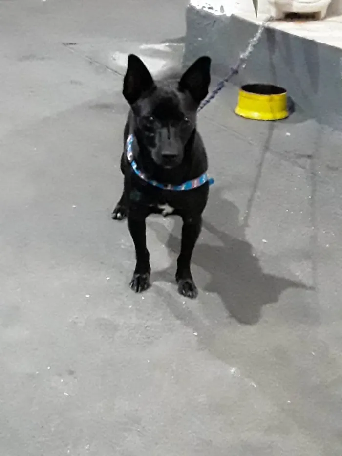 Cachorro ra a Pinscher idade 1 ano nome Rogério/Zé Ruela