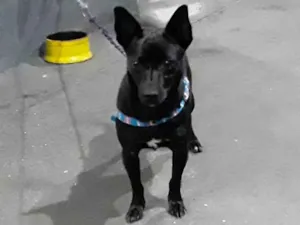 Cachorro raça Pinscher idade 1 ano nome Rogério/Zé Ruela