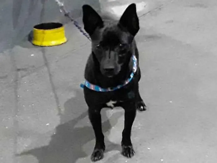 Cachorro ra a Pinscher idade 1 ano nome Rogério/Zé Ruela