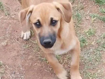 Cachorro ra a Mestiço idade 2 a 6 meses nome Sem nome